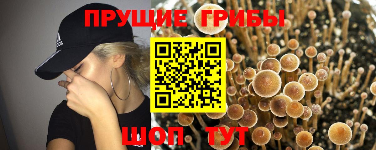 Галлюциногенные грибы прущие грибы Великий Устюг